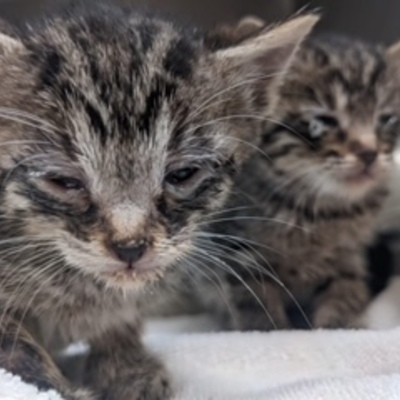 Kittens who needed medical care