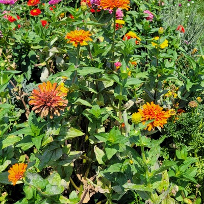 The zinnias have taken over the pepper row
