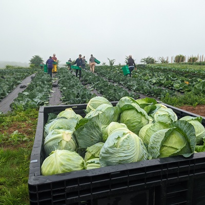 Some of the day's cabbage catch
