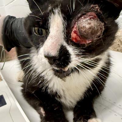 Sir Mix-a-Lot Before his enucleation surgery