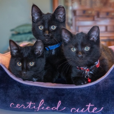 The "coal brothers" were rescued and socialized by Luke-our youngest TNR/rescue volunteer!