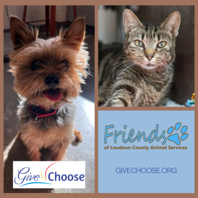 Spock and Cindy needed dental care before adoption. Your donations will purchase a dental xray.