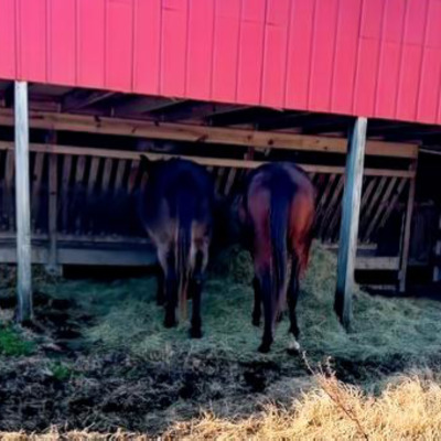 Tally (R) and her new sister Judy (L) enjoying some tasty hay (pardon the angle of the photo)
