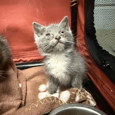 Kitten with URI