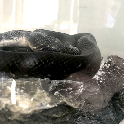 Rat Snake