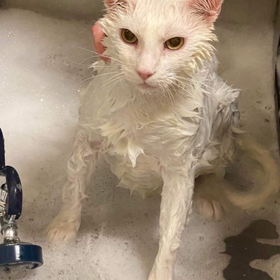 Vito getting a bath.