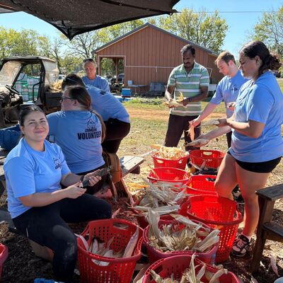 Volunteers preparing and packing the day's corn harvest