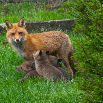 Some friendly neighbors!