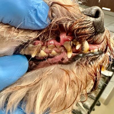 In need of a dental