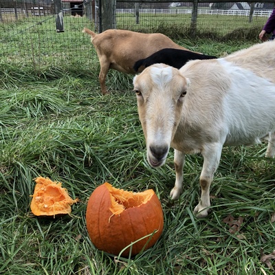 God’s Glory Farm – Purcellville, VA 2018