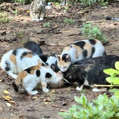 Community cats waiting to be TNR'd