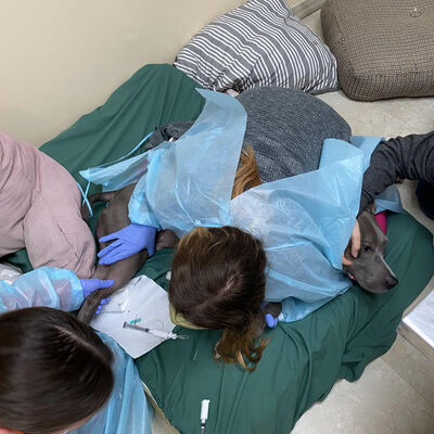 Milo receiving chemotherapy