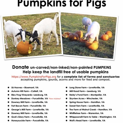 Flyers were put up in coffee shops, salons, grocery stores, dentists, antique shop - 2017-2019