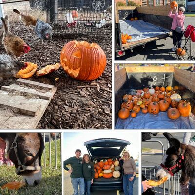 Sugar Pine Farm Collection 2024