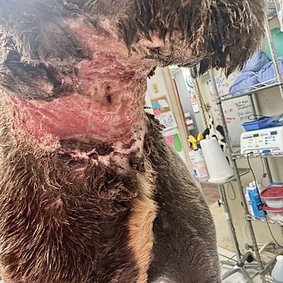 Onyx's neck from an imbedded chain