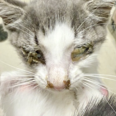 Trapped kitten with severe Upper Respiratory Infection