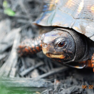 Turtle
