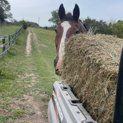 Frankie peering around the hay at feeding time.