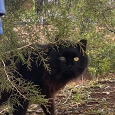 One of TCALs feral cats, BooBoo with an infected eye.