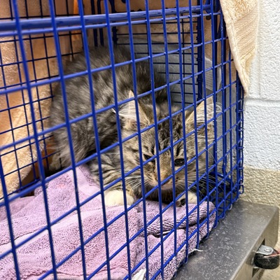 Trapped cat for TNR