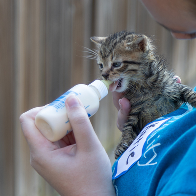 Tiny kitten found during TNR for a spay/neuter clinic
