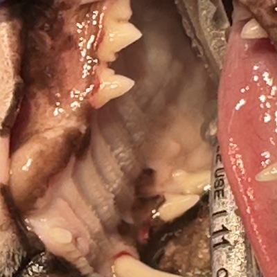 Cat's teeth before dental