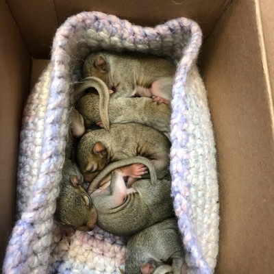 Squirrels