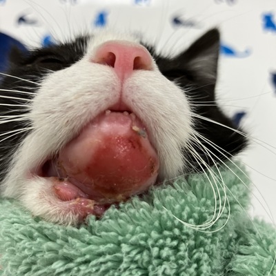 Pepper came in with a degloved chin