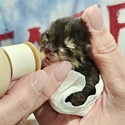 Neonate Bottle Baby