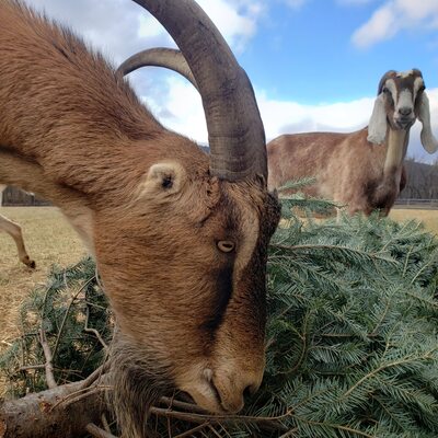 Pine has long been part of our program. Goats love them!  Thank you 56 Hooves for sharing!