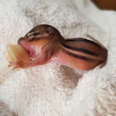 Chipmunk