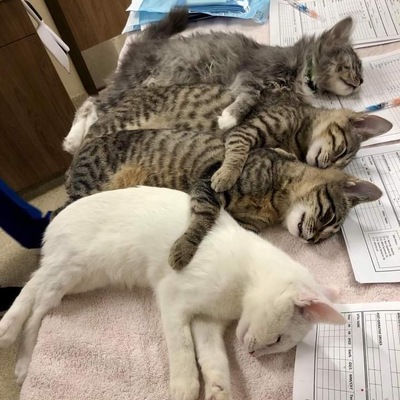 Kitten neuter day!