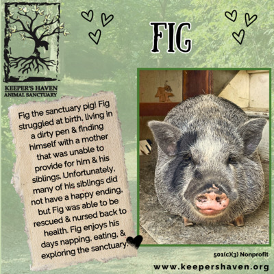 Sanctuary resident, Fig.
