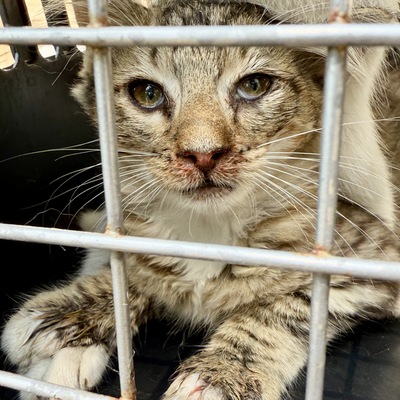 Trapped kitten with severe Upper Respiratory Infection