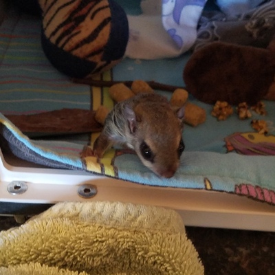 Flying Squirrel