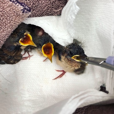 Baby Birds