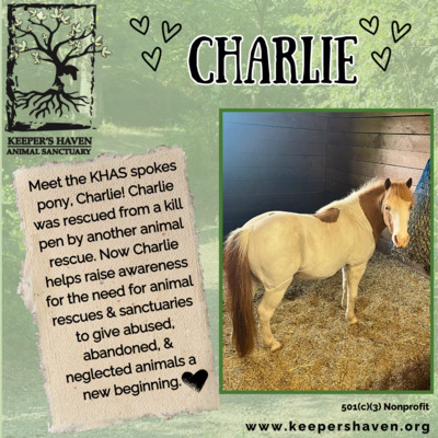 Sanctuary spokes pony, Charlie.