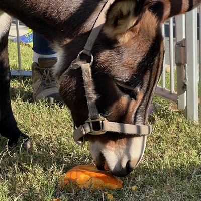 Leesburg Animal Park donkey enjoying a fresh donation at the Asbhurn collection