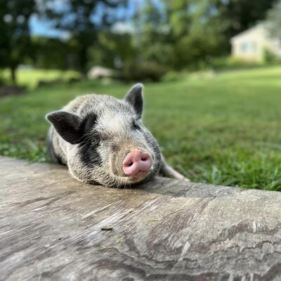 Fig the pig lounging.