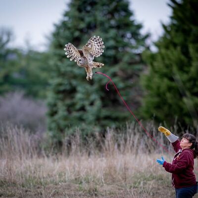 Barred owl being flight-tested after recovery, ready for release!