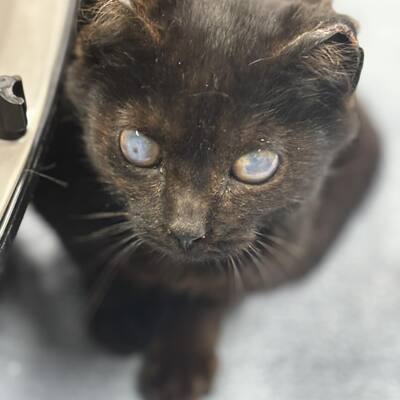 Sonar before enucleation