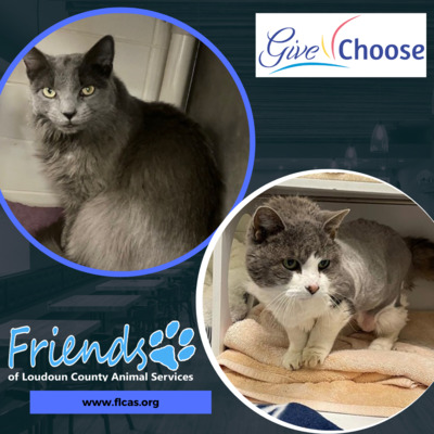 Hospice care ensures all animals spend their last days in loving arms