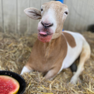 Van Gogh enjoying some watermelon.