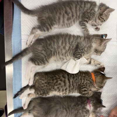 Kittens preparing for spay/neuter surgery