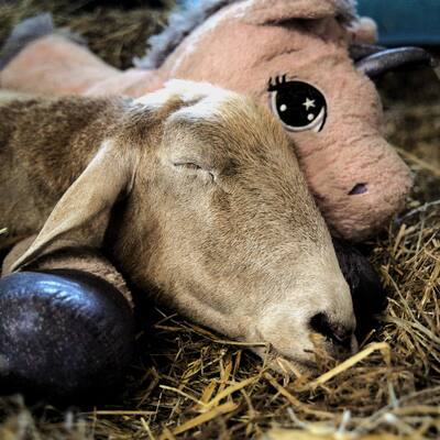 Van Gogh sleeping with his favorite stuffed animal.