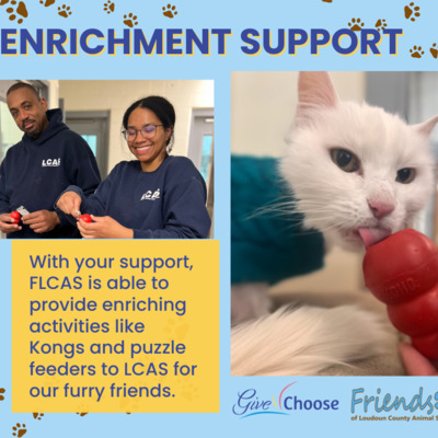 Enrichment is essential to keep animals feeling their best while they wait for adoption