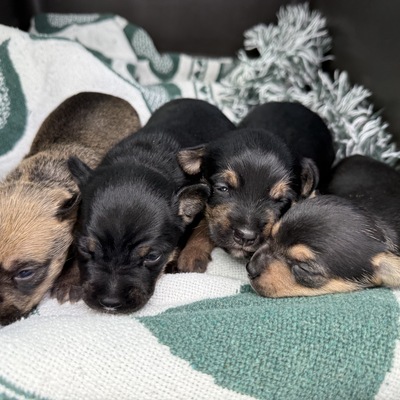 Week old puppies flown from Georgia
