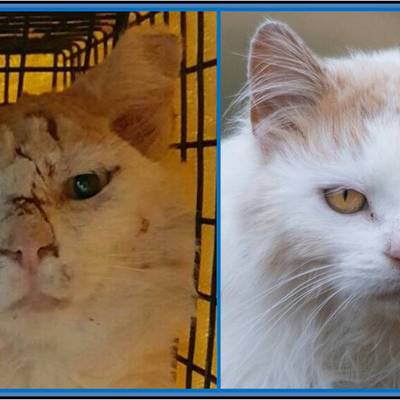 Chucky before and after TNR with LC3! See the difference? TNR works wonders!