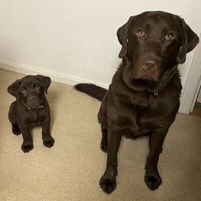 VMF Service Dogs in Training: Clay with little brother Stan