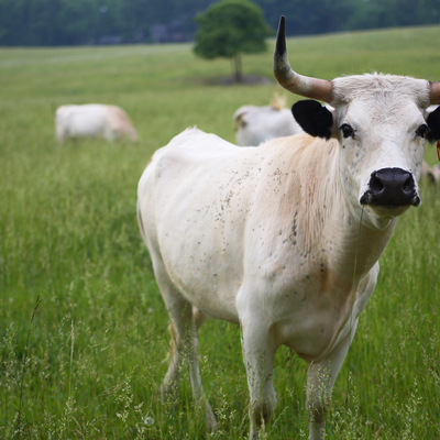 Ancient White Park Cattle in Upperville